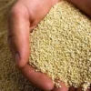 Quinua 500gr